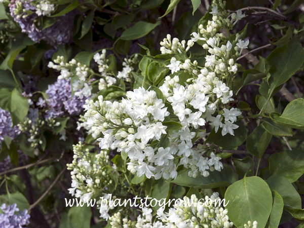 Syringa Monique Lemoine (Syringa vulgaris)
Has panicles of single white flowers.